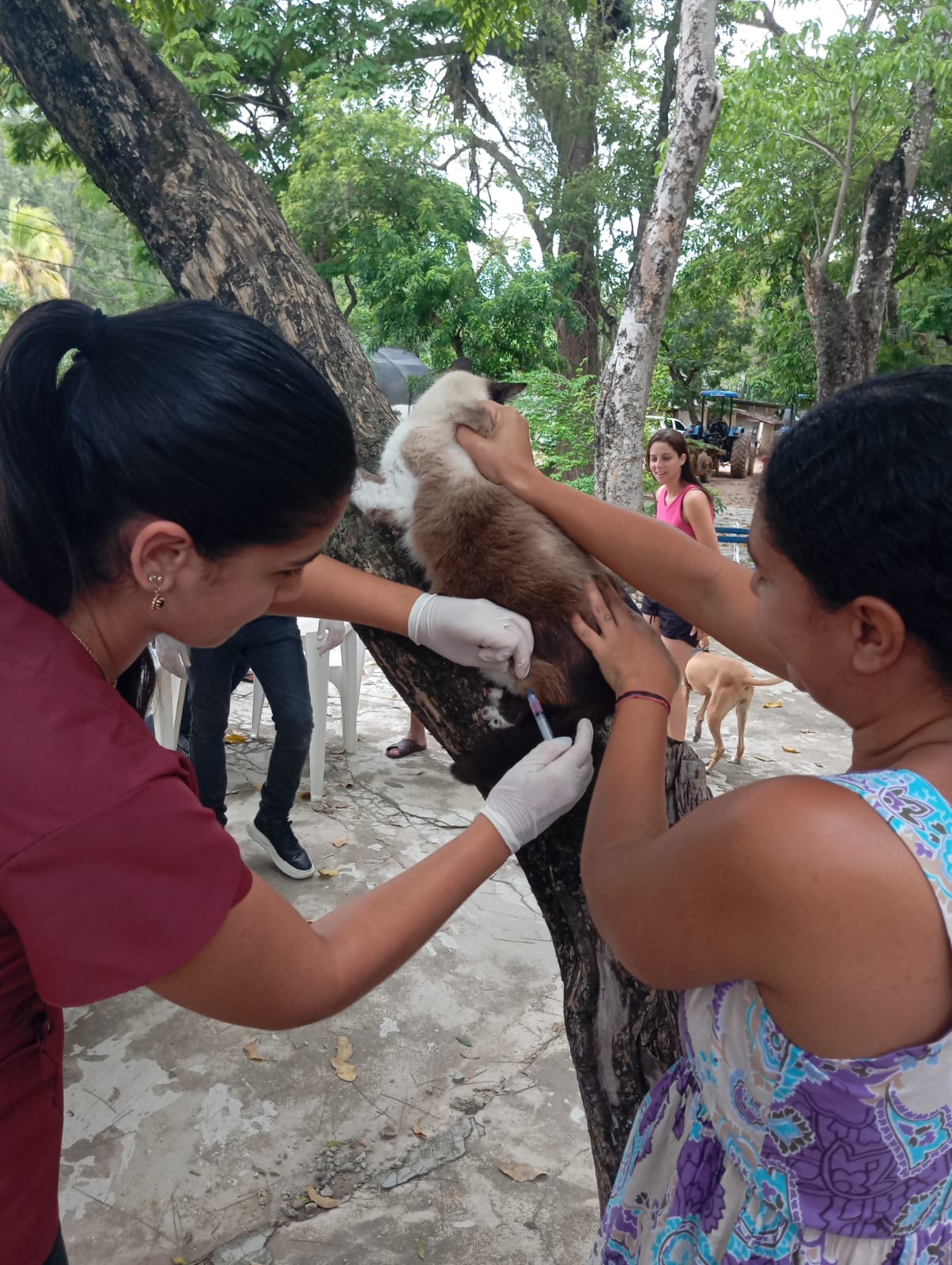 Quase 900 animais vacinados no último fim de semana, em São Fidélis